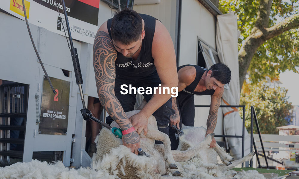 A competitor shearing a sheep at the NZ Rural Games with overlay text that reads, "Shearing"