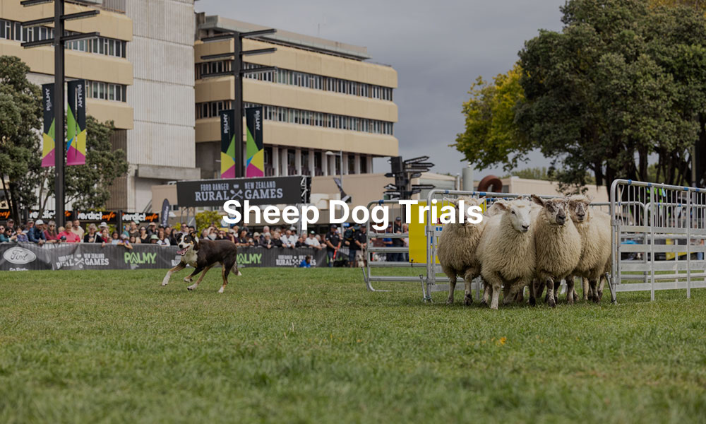 A sheep dog herding sheep at the NZ Rural Games with overlay text that reads, "Sheep Dog Trials"