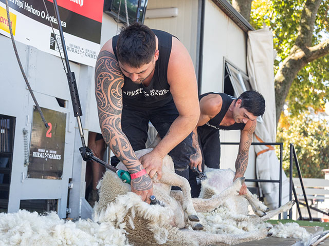 A competitor shearing a sheep at the NZ Rural Games